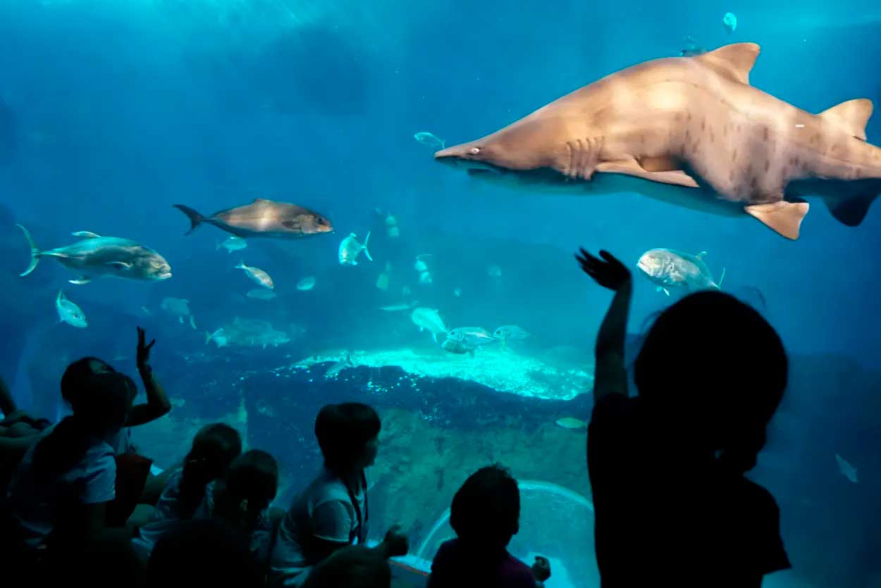 Sevilla con niños acuarium