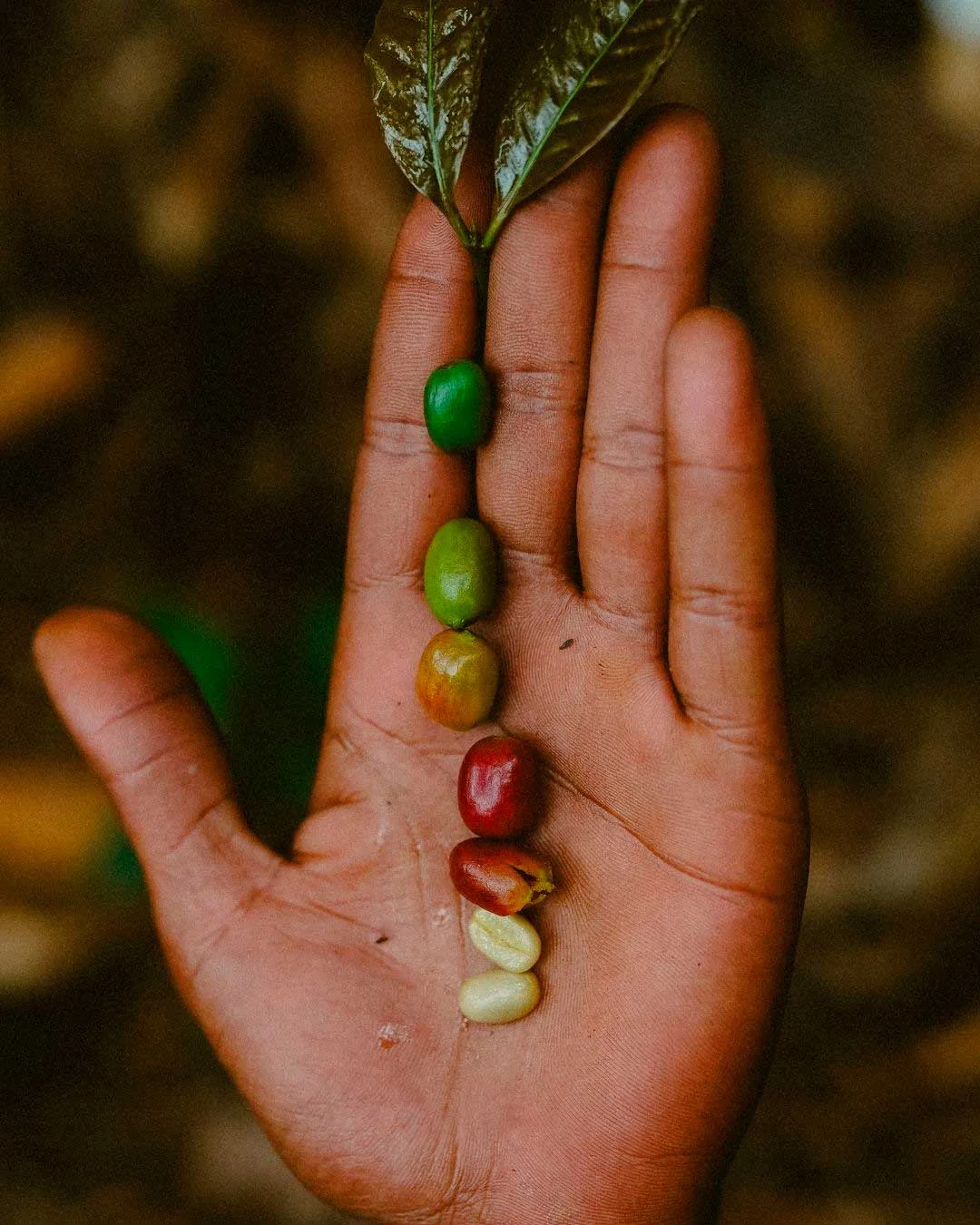 CAFETALES-EN-TANZANIA-EN-FAMILIA