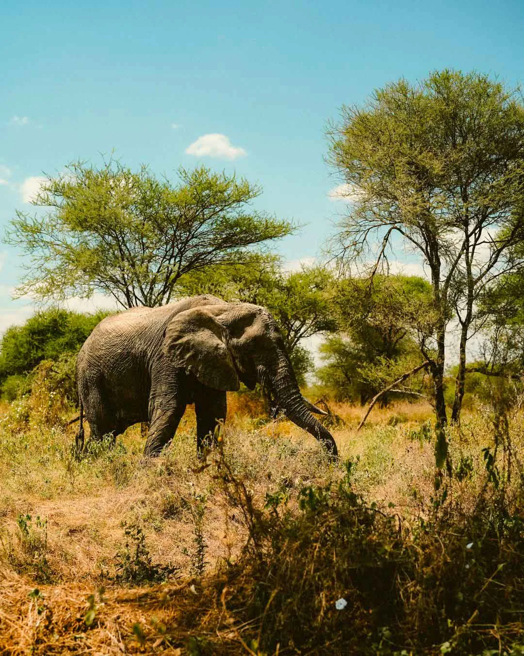 SAFARI-TANZANIA-EN-FAMILIA-VIAJANDODO