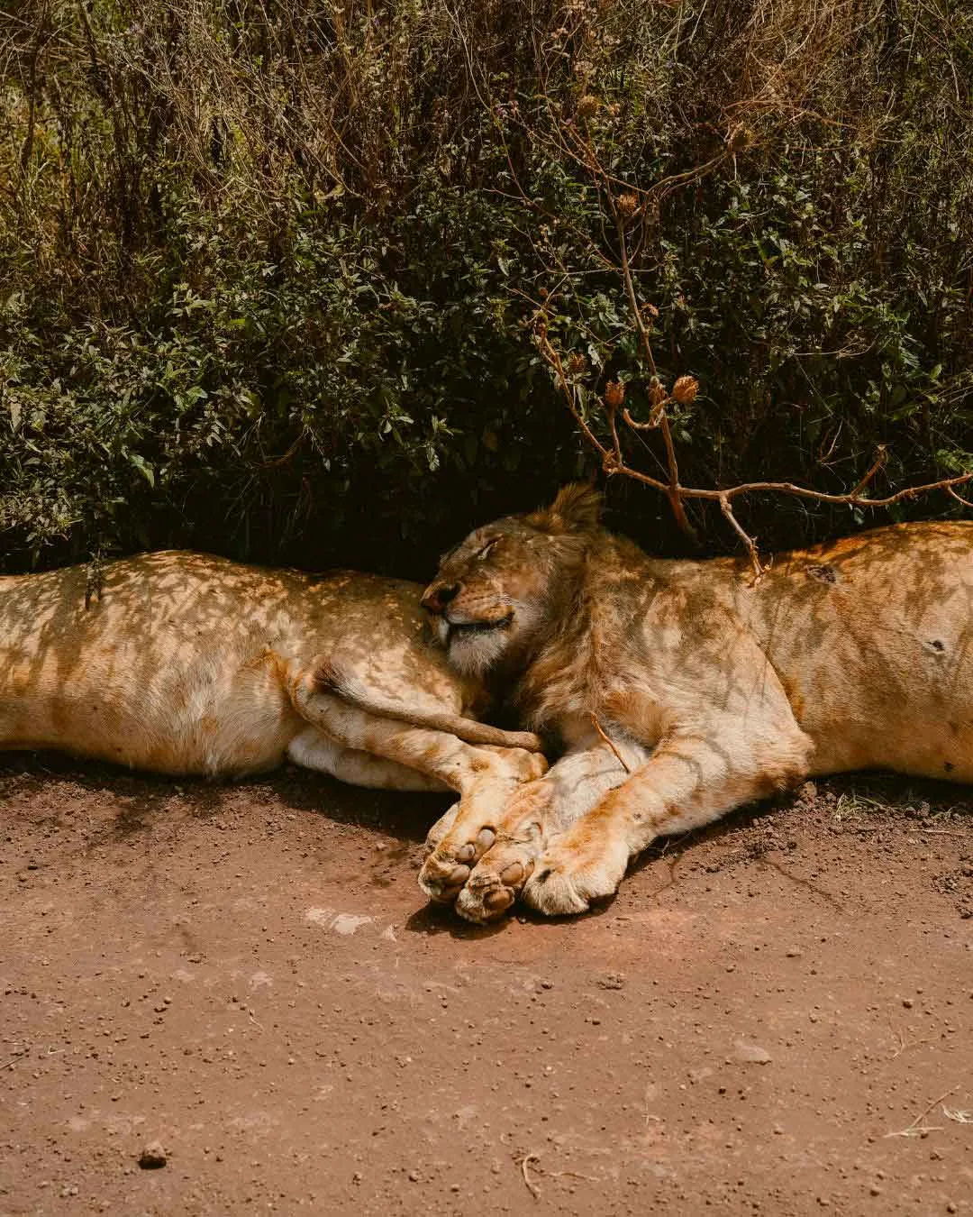 VIAJES-PARA-FAMILIAS-A-TANZANIA-SAFARI-LEON