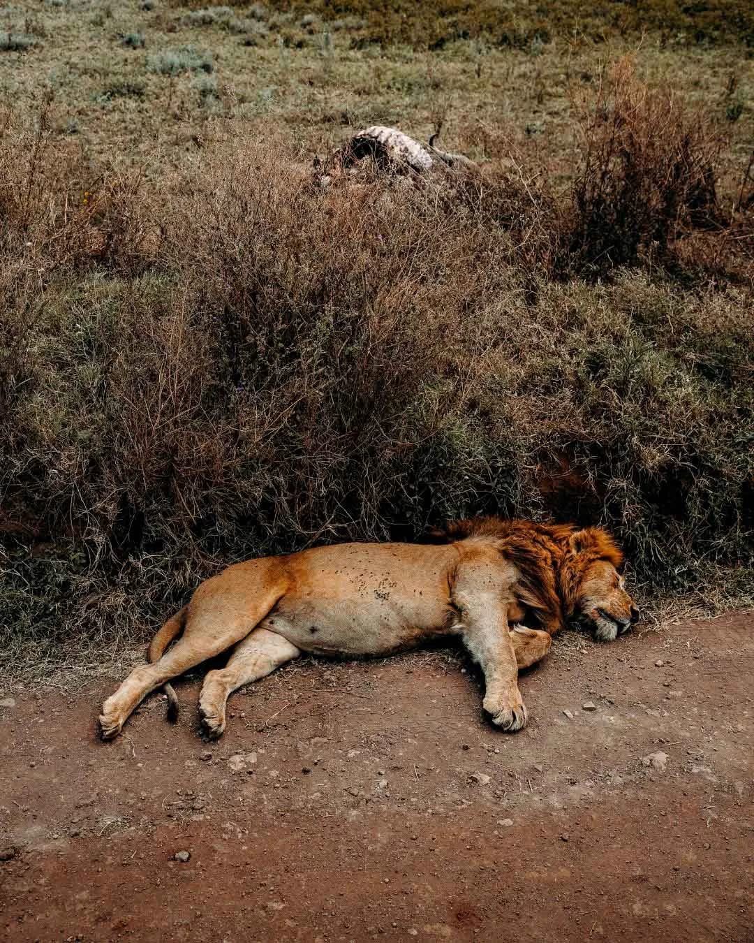 Tanzania con niños safari ver leones