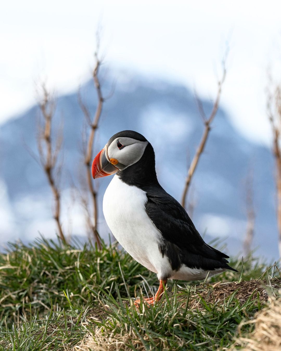 viajes grupales para familias a Islandia